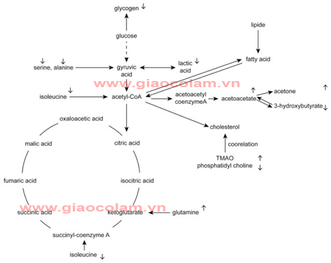 giao-co-lam-va-atorvastatin-voi-benh-mo-mau