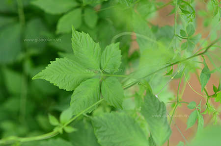 Giảo cổ lam 5 lá (Gynostemma Pentaphyllum) - bí quyết trường thọ suốt 3000 năm qua