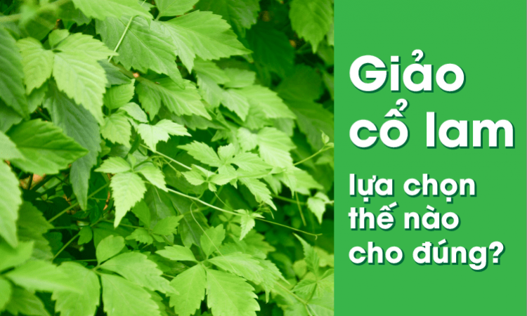 Giảo cổ lam - lựa chọn thế nào cho đúng?