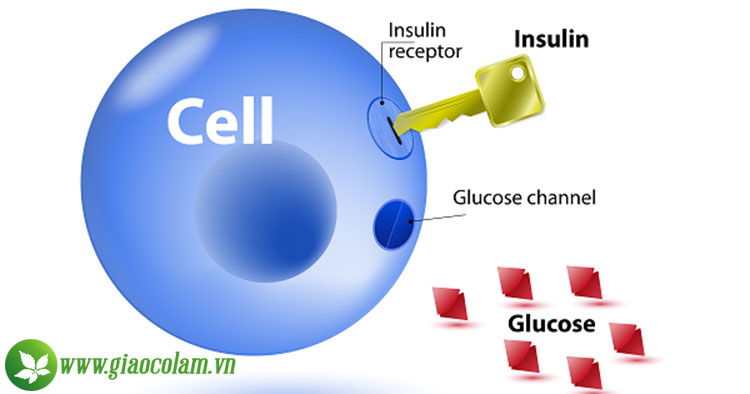 dau-hieu-khang-insulin