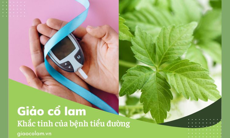 Giảo cổ lam khắc tinh của bệnh tiểu đường type 2!