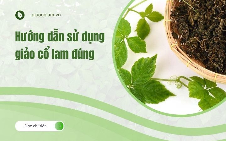 Hướng dẫn sử dụng giảo cổ lam các dạng bào chế để đạt hiệu quả!