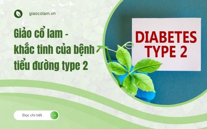 Giảo cổ lam khắc tinh của bệnh tiểu đường type 2!