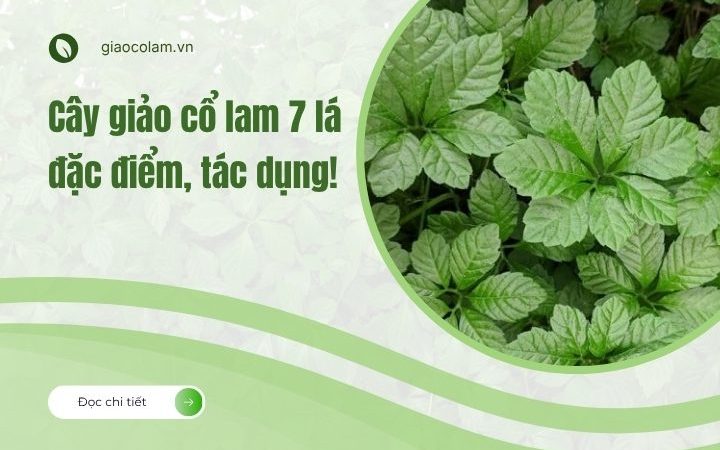 Cây giảo cổ lam 7 lá: đặc điểm và tác dụng!