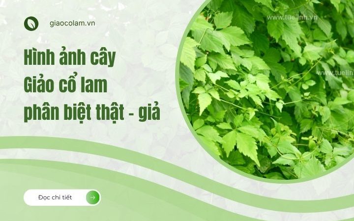 Hình ảnh cây Giảo cổ lam giúp phân biệt thật – giả chính xác!